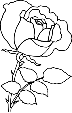 Rose Outline Coloring Page